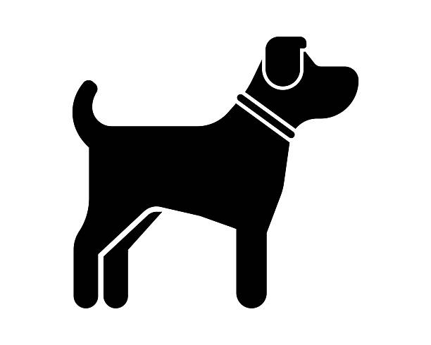 Kivi